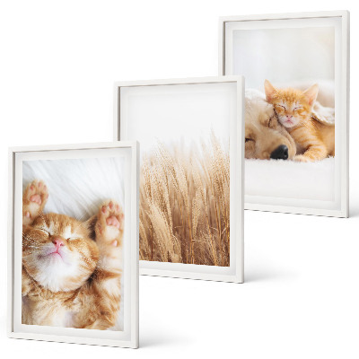 Set de 3 cuadros para salón Animales lindos gatos perros boho