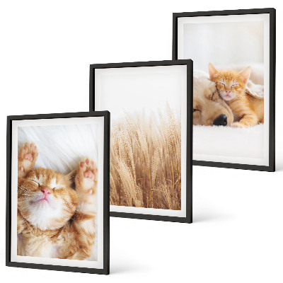 Set de 3 cuadros para salón Animales lindos gatos perros boho