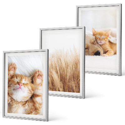 Set de 3 cuadros para salón Animales lindos gatos perros boho