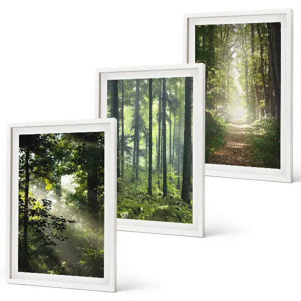 Juego de 3 cuadros con diseño de bosques verdes y rayos de luz