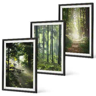 Juego de 3 cuadros con diseño de bosques verdes y rayos de luz