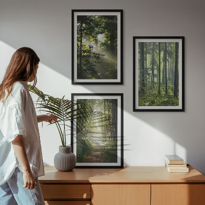 Juego de 3 cuadros Bosques verdes con rayos de luz