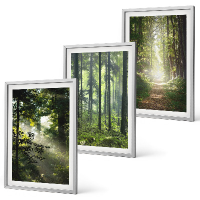 Juego de 3 cuadros Bosques verdes con rayos de luz