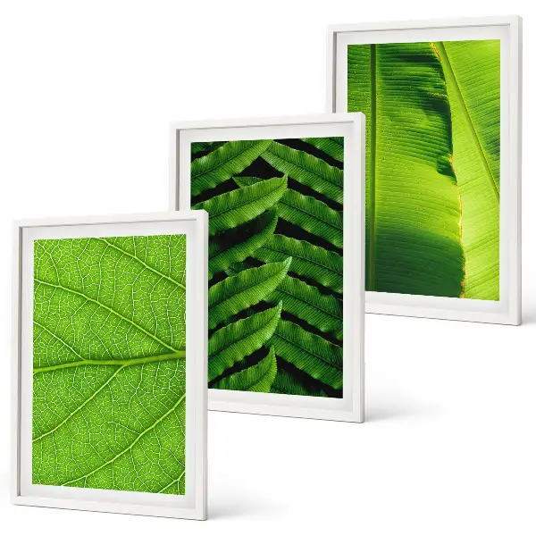 Set de 3 cuadros de hojas tropicales fotografía macro para salón