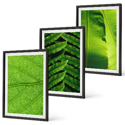 Set de 3 cuadros de hojas tropicales fotografía macro para salón