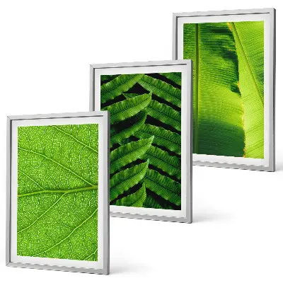 Set de 3 cuadros de hojas tropicales fotografía macro para salón
