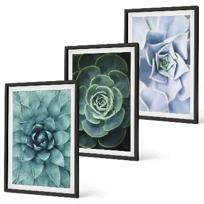 Set de 3 cuadros plantas suculentas en tono verde turquesa