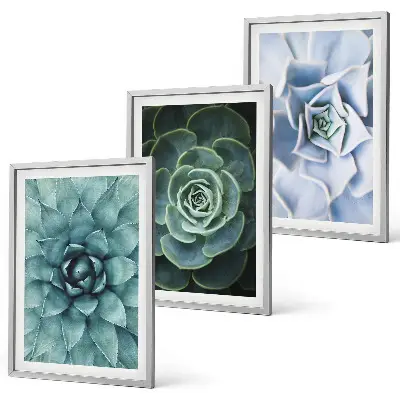 Set de 3 cuadros plantas suculentas en tono verde turquesa