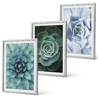 Juego de 3 cuadros Plantas suculentas verde turquesa