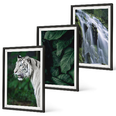 Juego de 3 cuadros El tigre blanco deja una cascada