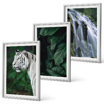 Juego de 3 cuadros El tigre blanco deja una cascada