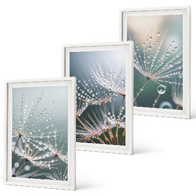 Set de 3 cuadros para salón Gotas de agua sobre brotes de diente de león