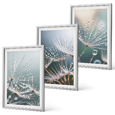 Set de 3 cuadros para salón Gotas de agua sobre brotes de diente de león