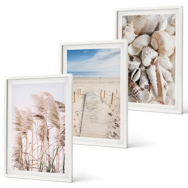 Juego de 3 cuadros con conchas de playa y pastos marinos