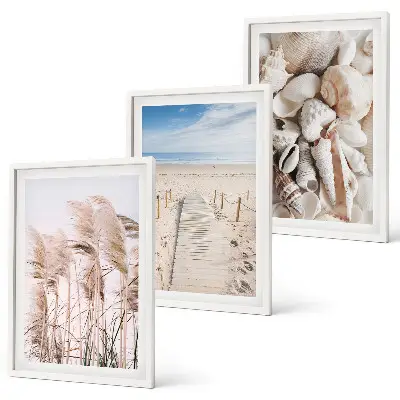 Juego de 3 cuadros con conchas de playa y pastos marinos