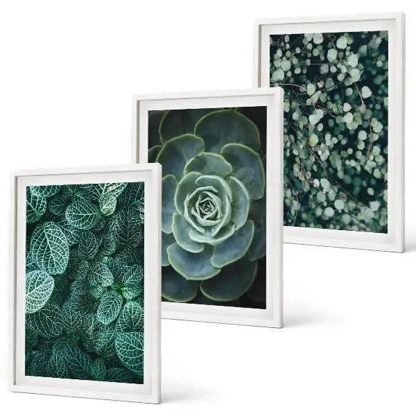 Set de 3 cuadros de suculentas para salón decoración de pared para salón