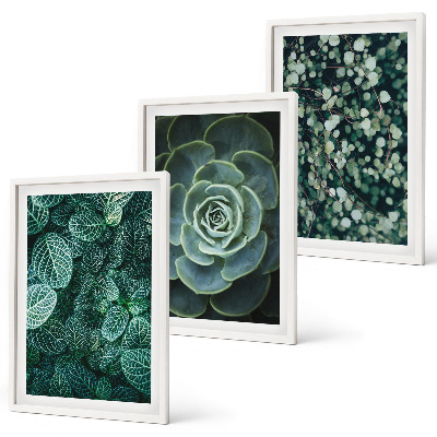 Set de 3 cuadros para salón Suculentas