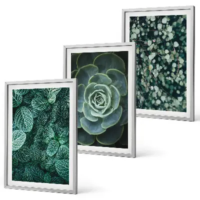 Set de 3 cuadros de suculentas para salón decoración de pared para salón
