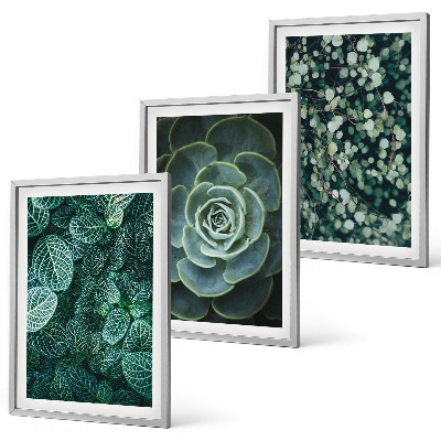 Set de 3 cuadros para salón Suculentas