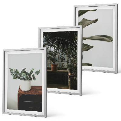 Juego de 3 cuadros Plantas rústicas en maceta