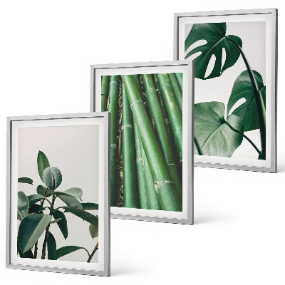 Juego de 3 cuadros Tallos de bambú y hojas de monstera