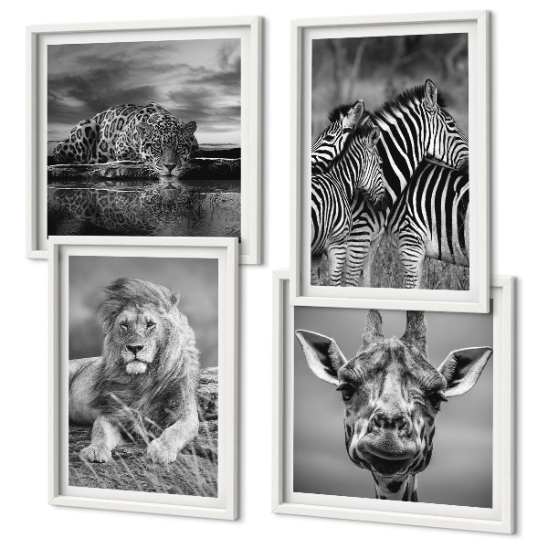 Set de 4 cuadros para salón Animales salvajes: León, Jaguar, Jirafa, Cebras