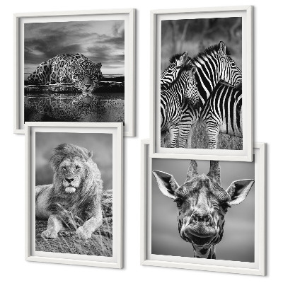 Set de 4 cuadros para salón Animales salvajes: León, Jaguar, Jirafa, Cebras