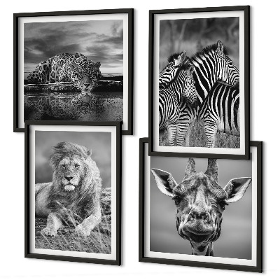 Set de 4 cuadros para salón Animales salvajes: León, Jaguar, Jirafa, Cebras