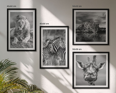 Set de 4 cuadros para salón Animales salvajes: León, Jaguar, Jirafa, Cebras