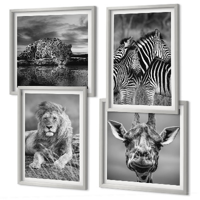 Set de 4 cuadros para salón Animales salvajes: León, Jaguar, Jirafa, Cebras