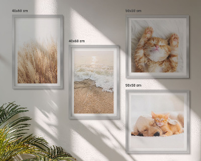 Galería de pared Animales lindos, gatos, perros, playa