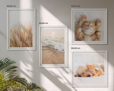 Galería de pared Animales lindos, gatos, perros, playa