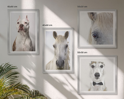 Set de 4 cuadros para salón Retratos de perros y caballos con elegancia