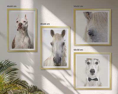 Set de 4 cuadros para salón Retratos de perros y caballos con elegancia