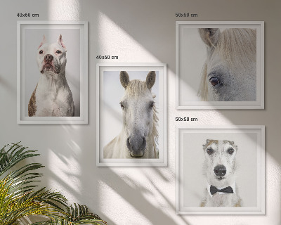 Set de 4 cuadros para salón Retratos de perros y caballos con elegancia