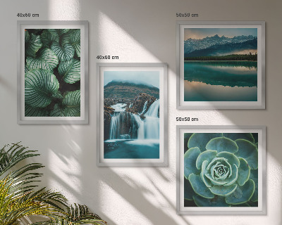 Galería de pared Primeros planos de hojas de plantas suculentas