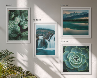Galería de pared Primeros planos de hojas de plantas suculentas