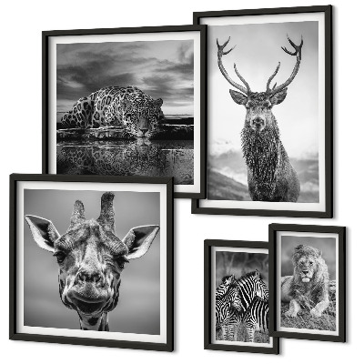Pared galería de arte Animales blancos y negros en la naturaleza